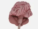 Modelo Anatômico: Cérebro Humano Detalhado-3