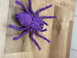Araignée tarentule-3