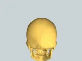 Skull-2