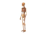 Human_Skeleton – Realistic Detailed Anatomical Bone Structur-2