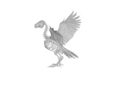 Eagle Skeleton Anatomy – Highly Detailed Bird Skeletal Model-1