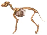Dog Skeleton – Realistic Anatomical Animal 3D Model-3