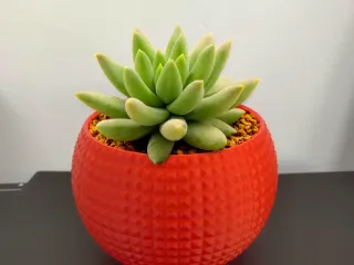 Flower pot