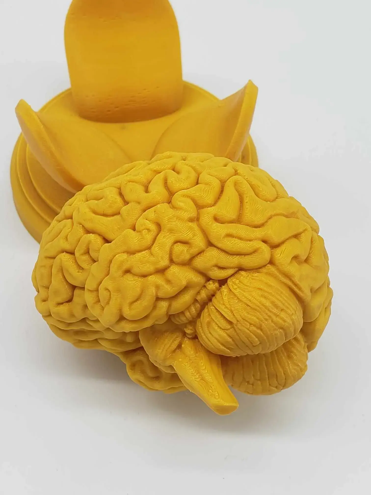 BRAIN ANATOMY STL FOR EDUCATION