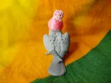 Galah-3