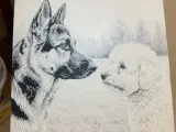 Portret Duitse herder-1