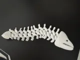 Moray Eel Skeleton-1