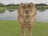 Dog Chow Chow-6