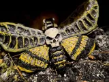 Death Moth-6