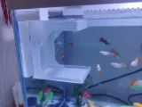 Aquarium Fish Feeder-3