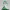 Gardevoir