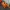 Dragon cannelloni roblox роблокс