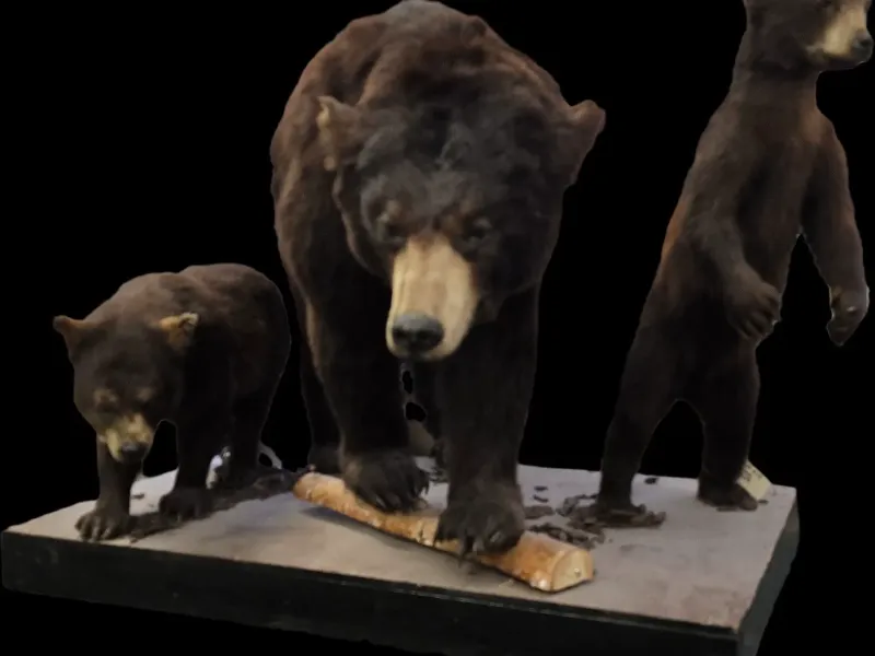 3 Bears