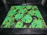 Monstera-1