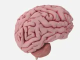 Modelo Anatômico: Cérebro Humano Detalhado-2