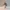 18  Venetian  Carnival   Mask    Color   3D Model