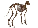 Dog Skeleton – Realistic Anatomical Animal 3D Model-5