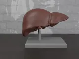 Human Anatomy Liver Organ-0