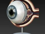 Eye / Auge-3