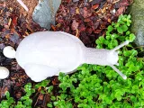 Explorer Snail-2