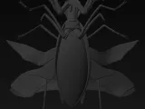 ninja mantis model-4
