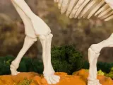 Stegosaurus Skeleton-2