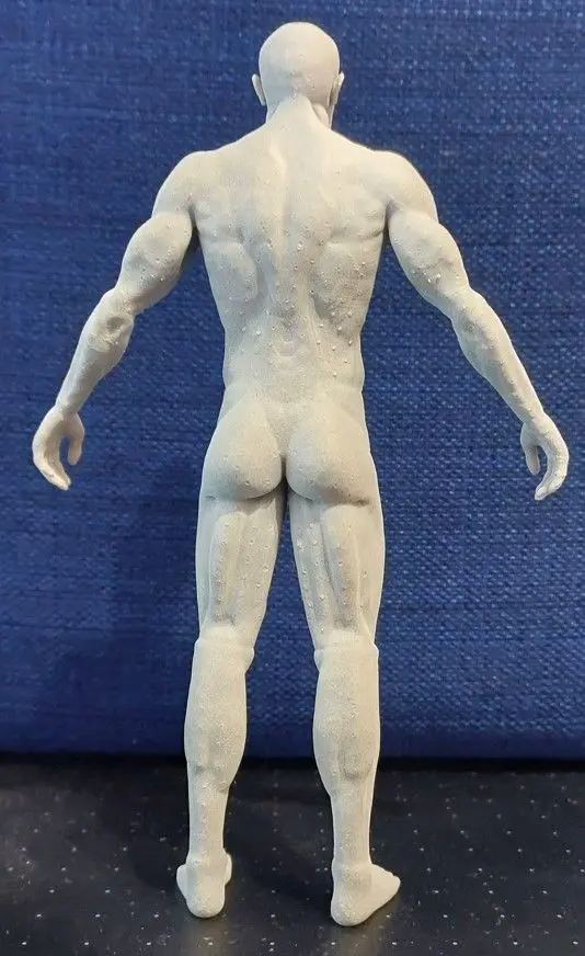 Male body anatomy
