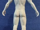 Erkek vücut anatomisi-6