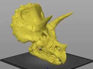 largest triceratops head