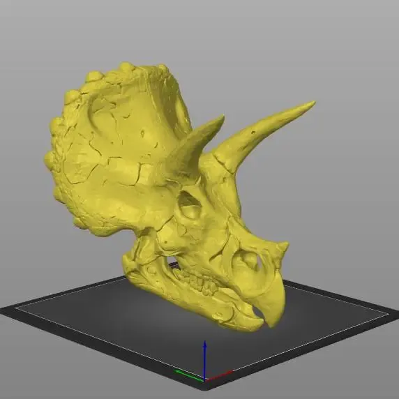 largest triceratops head