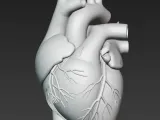 Heart / Herz-2