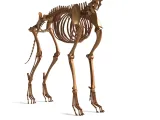 Dog Skeleton – Realistic Anatomical Animal 3D Model-7