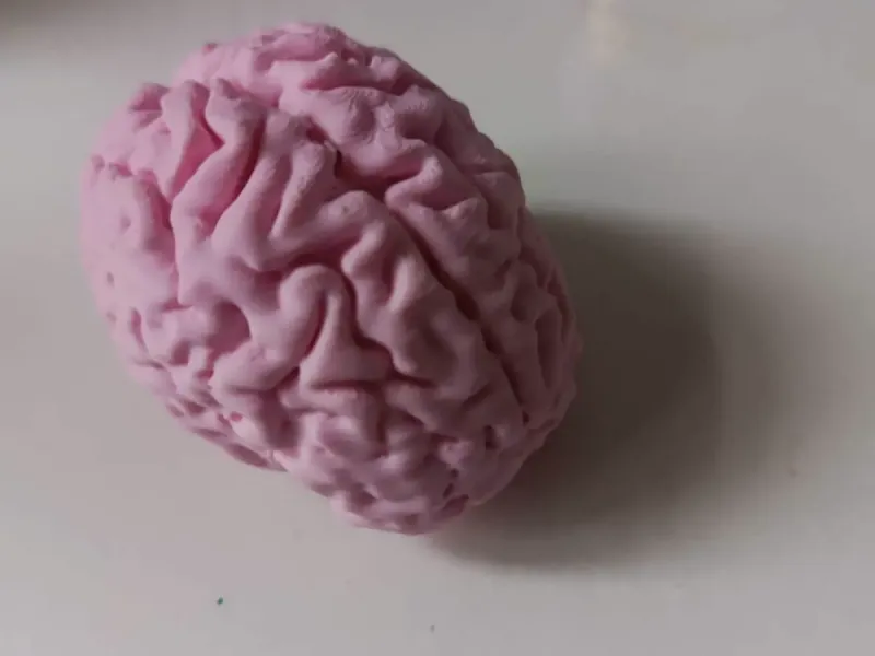 Brain (Cerebro)