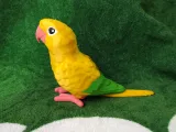 Golden Conure-2