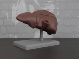 Human Anatomy Liver Organ-3
