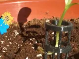 PLANT SUPPORT.-0
