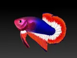 BETTA FISH 2-6