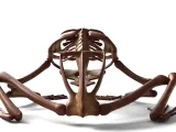 Frog Skeleton – Detailed Amphibian Anatomical 3D Model-2