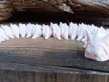centopeia-1