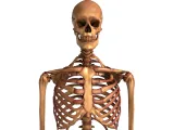Human_Skeleton – Realistic Detailed Anatomical Bone Structur-7