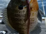 Rock Lake Slab-0