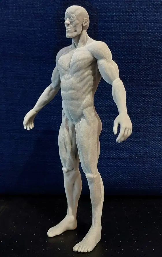 Male body anatomy
