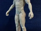 Erkek vücut anatomisi-3