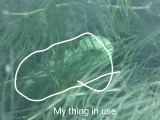 aquarium plant holder/pin-3