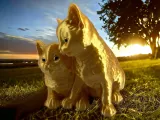cat friend 2-2