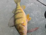perch -0
