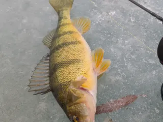 perch 