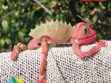 ARTICULATED CHAMELEON 3D MODEL: MOVEABLE HANDS AND TAIL!-1