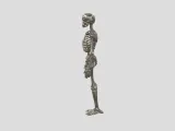 Male Human Skeleton-1