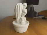 Cactus in pot-2